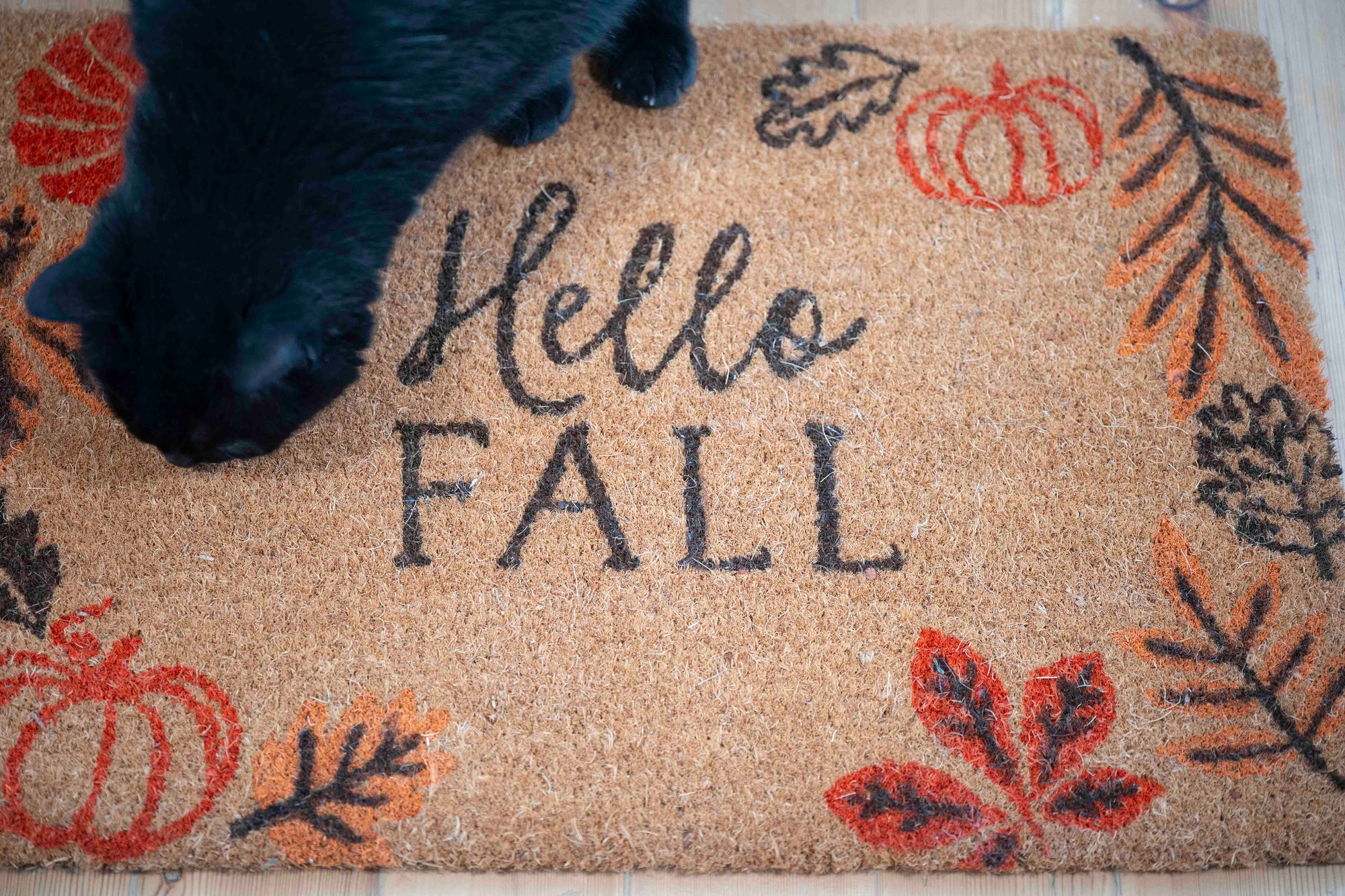 Paillaisson “Hello Fall”